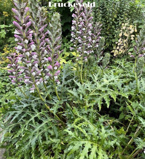 Acanthus spinosus