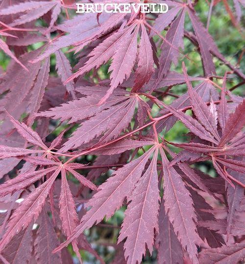 Acer palmatum 'Atropurpureum'