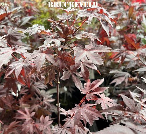 Acer palmatum 'Atropurpureum'