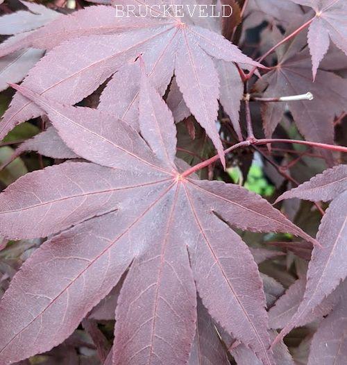 Acer palmatum 'Bloodgood'