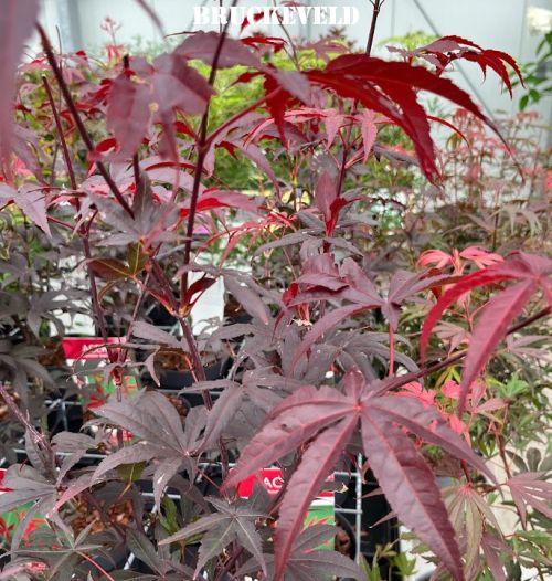 Acer palmatum 'Bloodgood'