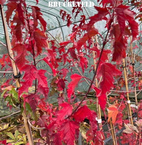 Acer tataricum  'Flame'