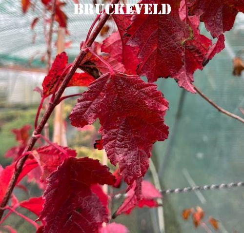 Acer tataricum  'Flame'