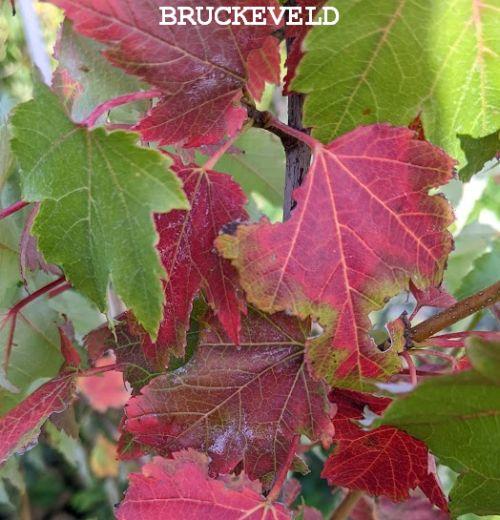 Acer rubrum 'October Glory'