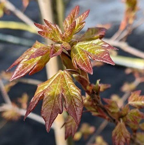 Acer orientalia ® (Minorient)