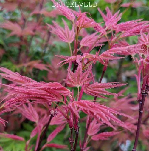 Acer palmatum 'Phoenix'