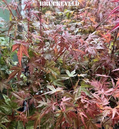 Acer palmatum 'Phoenix'