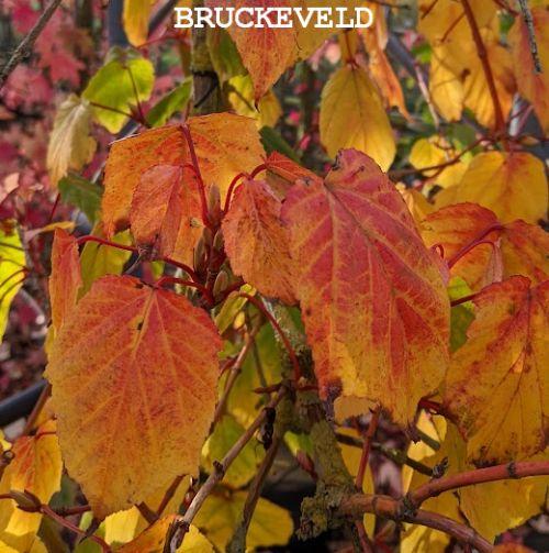 Acer conspicuum 'Red Flamingo'