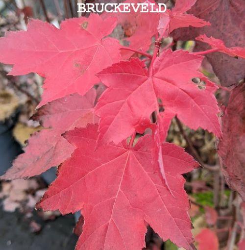 Acer rubrum 'Red Sunset'