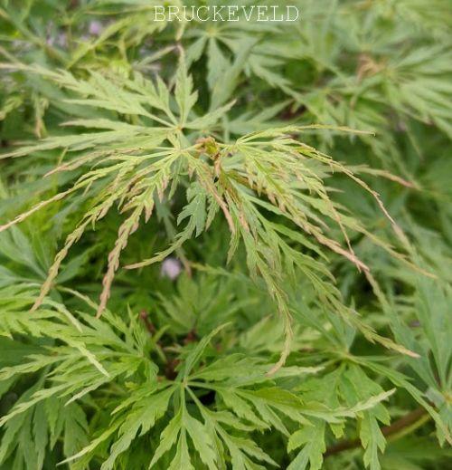 Acer palmatum 'Seiryu'