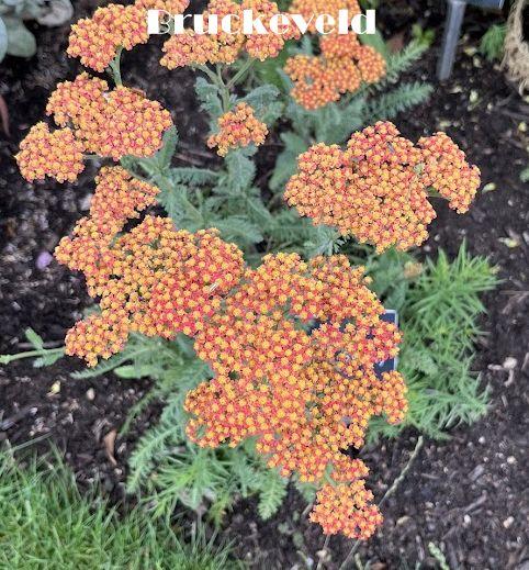 Achillea millefolium 'Apricot Delight'