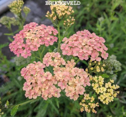 Achillea millefolium 'Lachsschönheit'