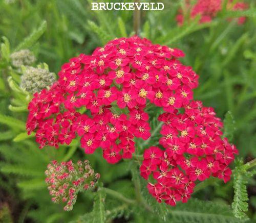 Achillea millefolium 'Laura'