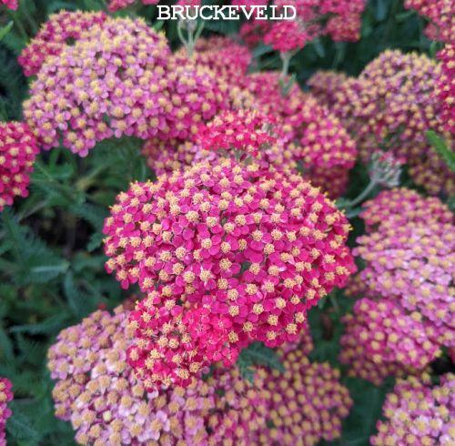 Achillea millefolium 'Laura'