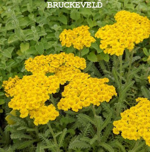 Achillea 'Little Moonshine' ®