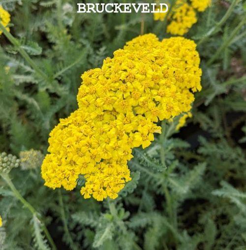 Achillea 'Little Moonshine' ®