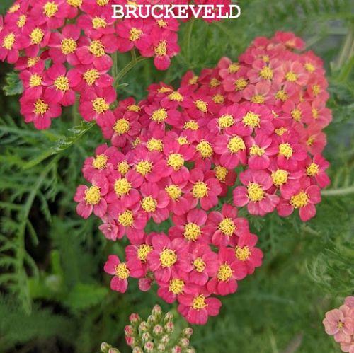 Achillea millefolium 'Paprika'