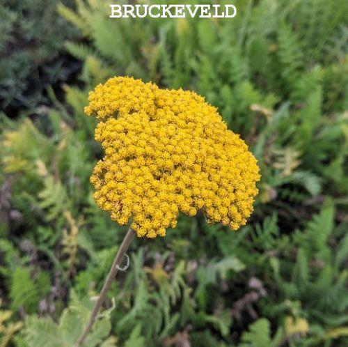 Achillea filipendulina 'Parker'