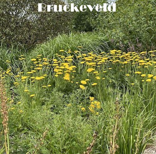 Achillea filipendulina 'Parker'