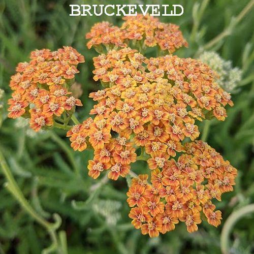 Achillea 'Terracotta'