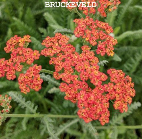 Achillea 'Walter Funcke'