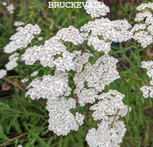 Achillea millefolium 'White'