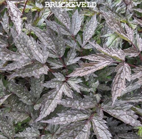 Actaea simplex 'Pink Spike'