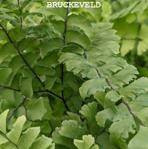 Adiantum pedatum 'Imbricatum'