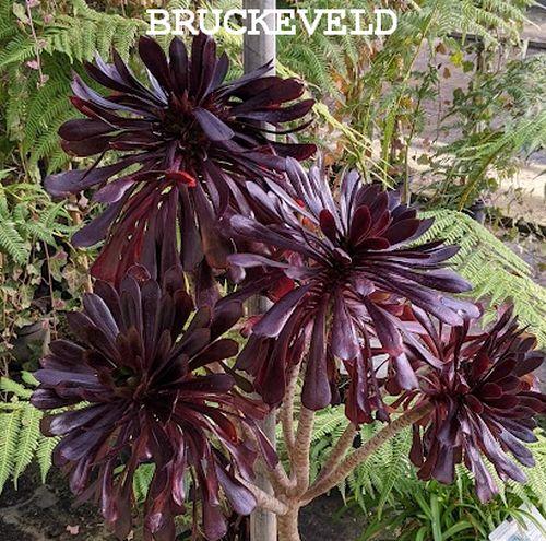 Aeonium arborem 'Zwartkop'