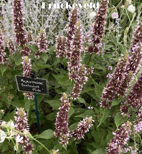 Agastache 'Beelicious Pink'