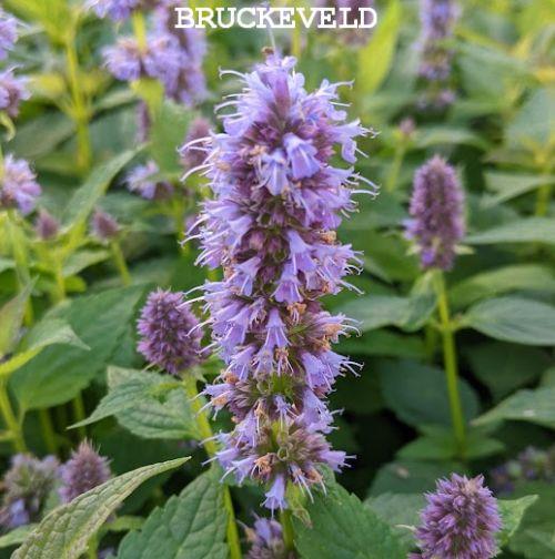 Agastache 'Blue Fortune'