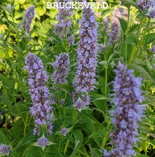 Agastache 'Blue Fortune'