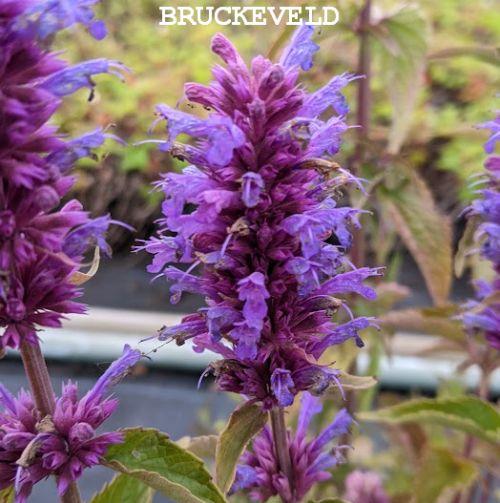 Agastache 'Blue Boa' PBR