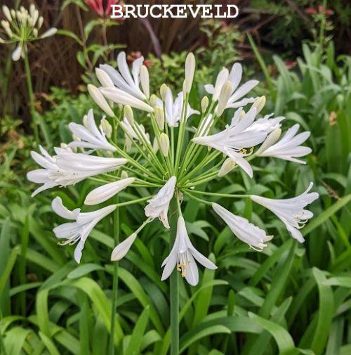 Agapanthus 'Headbourne White'