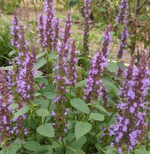 Agastache 'Little Adder' (rugosa)