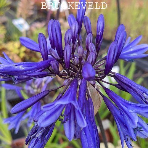 Agapanthus 'Midnight Blue'