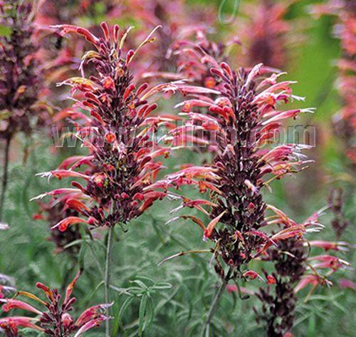 Agastache rupestris