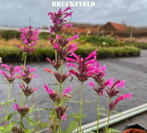 Agastache 'Sangria' (mexicana)