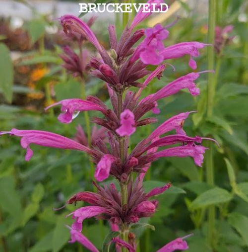 Agastache 'Sangria' (mexicana)