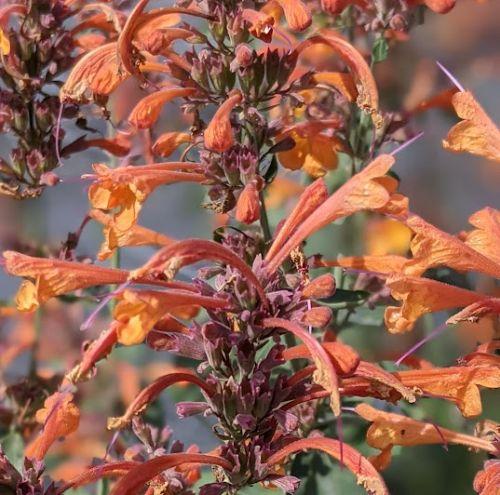 Agastache 'Tango' (aurantiaca)