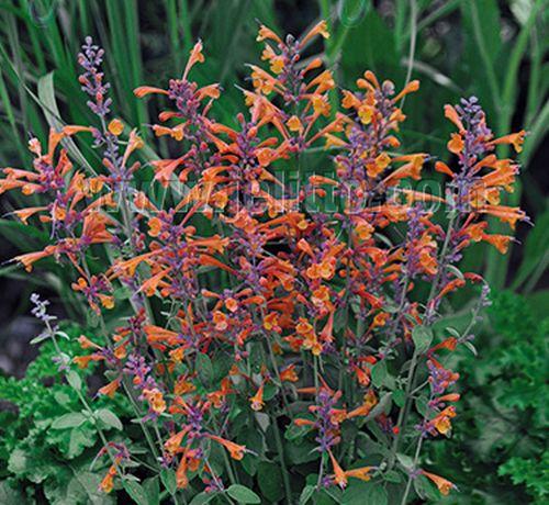 Agastache 'Tango' (aurantiaca)