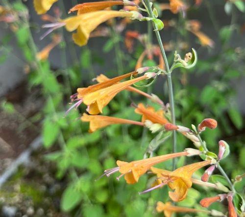 Agastache 'Tango' (aurantiaca)