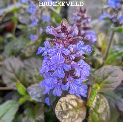 Ajuga reptans 'Atropurpurea'