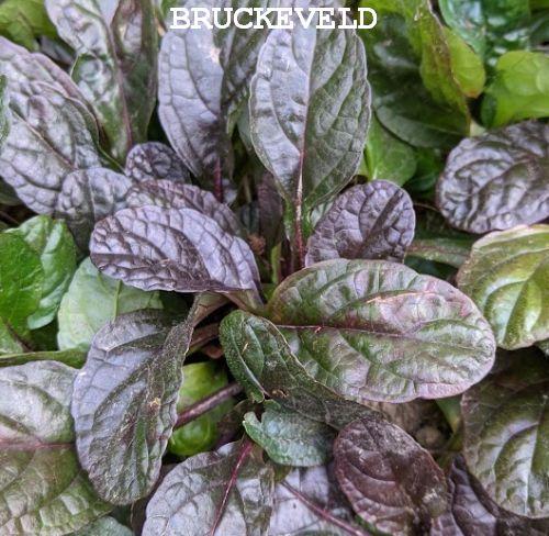 Ajuga reptans 'Braunherz'