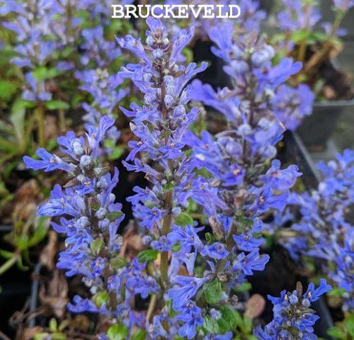 Ajuga tenorii 'Valfredda'(Chocolate Chip)