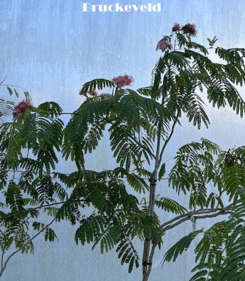 Albizia julibrissin