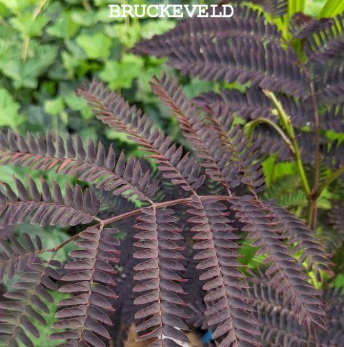 Albizia julibrissin 'Summer Chocolate'