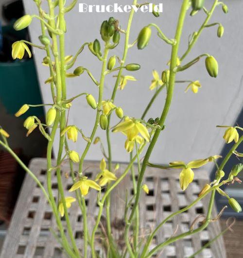 Albuca shawii