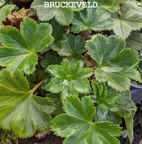 Alchemilla erythropoda