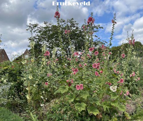 Alcea ficifolia (Happy Lights)